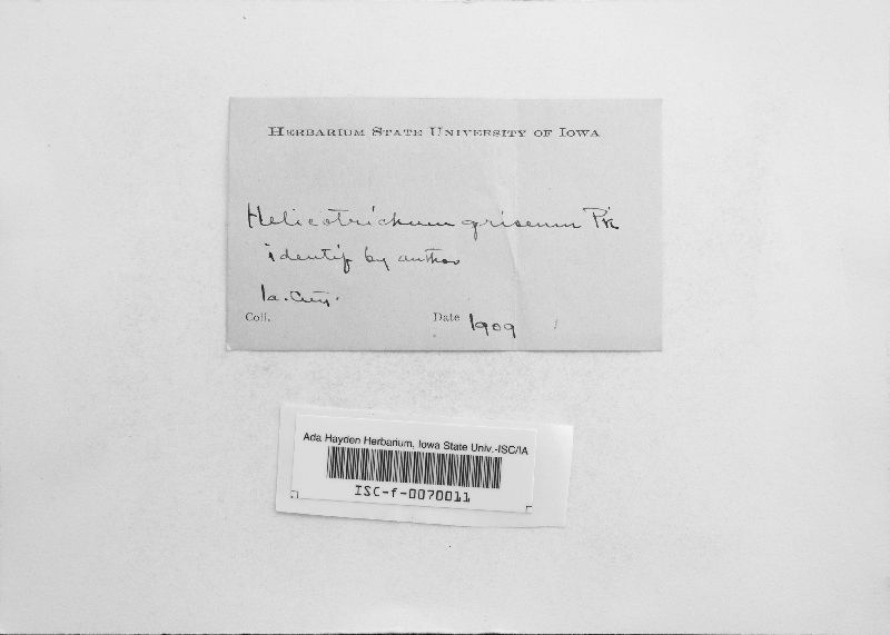 Helicosporium griseum image