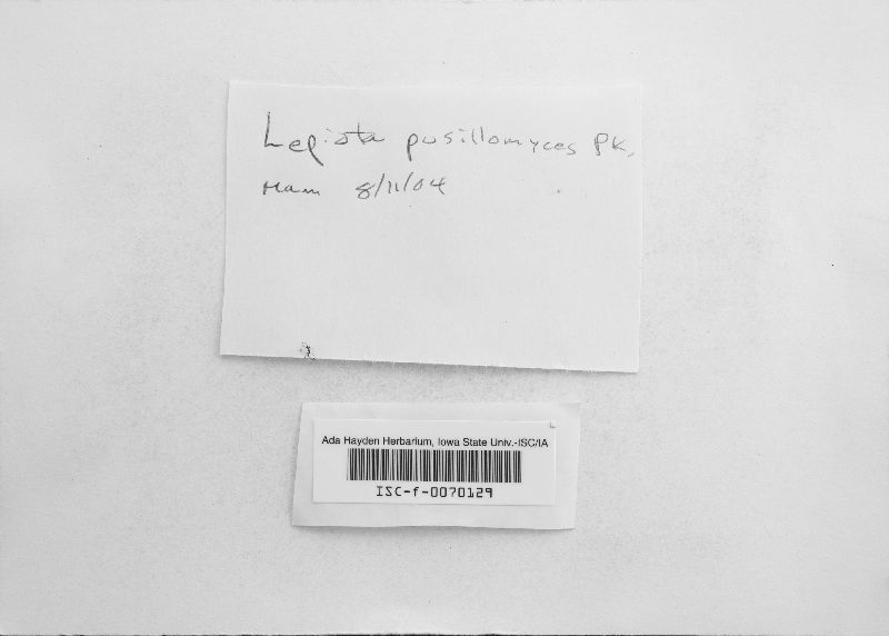Lepiota pusillomyces image