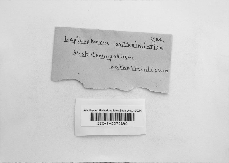 Leptosphaeria anthelmintica image