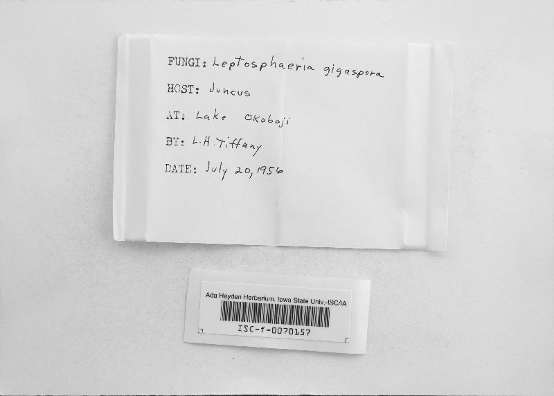 Leptosphaeria gigaspora image