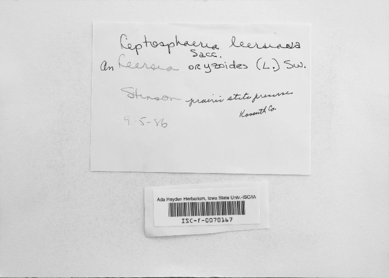 Leptosphaeria leersiana image