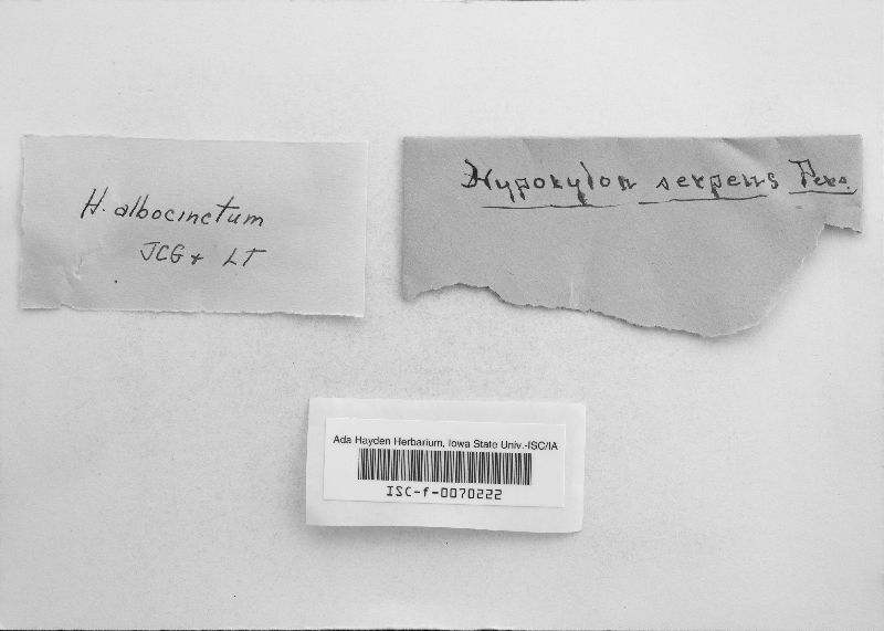 Hypoxylon albocinctum image