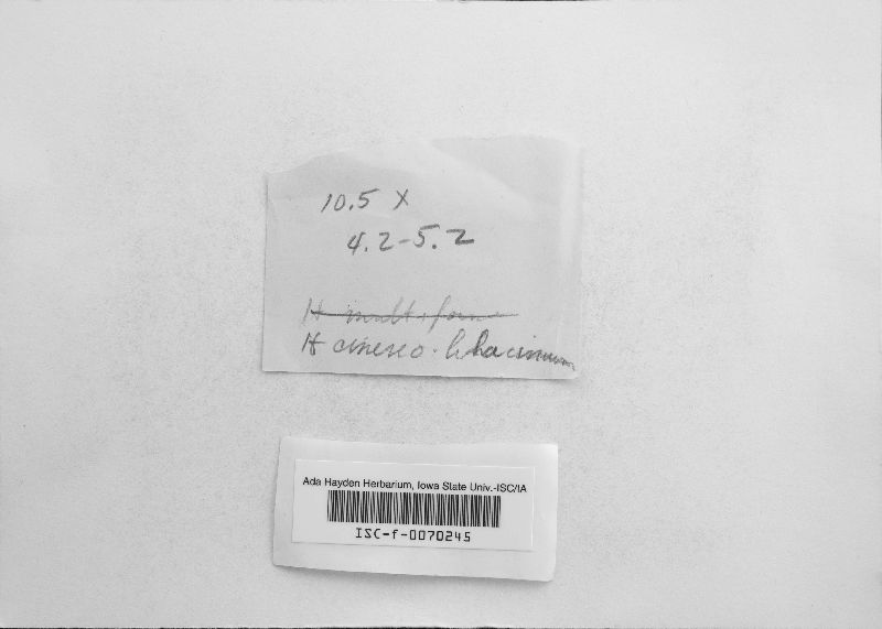 Biscogniauxia cinereolilacina image
