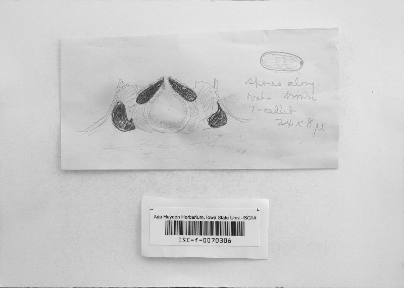 Entoleuca mammata image