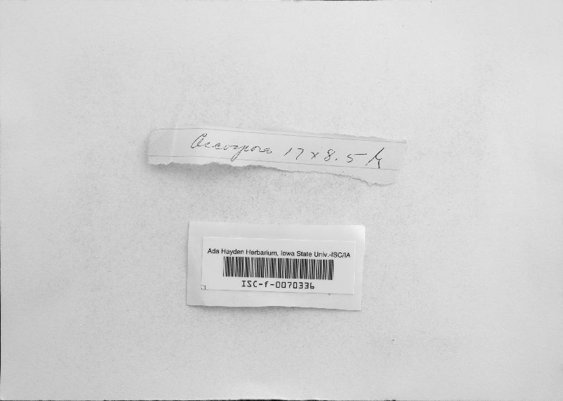 Biscogniauxia mediterranea image