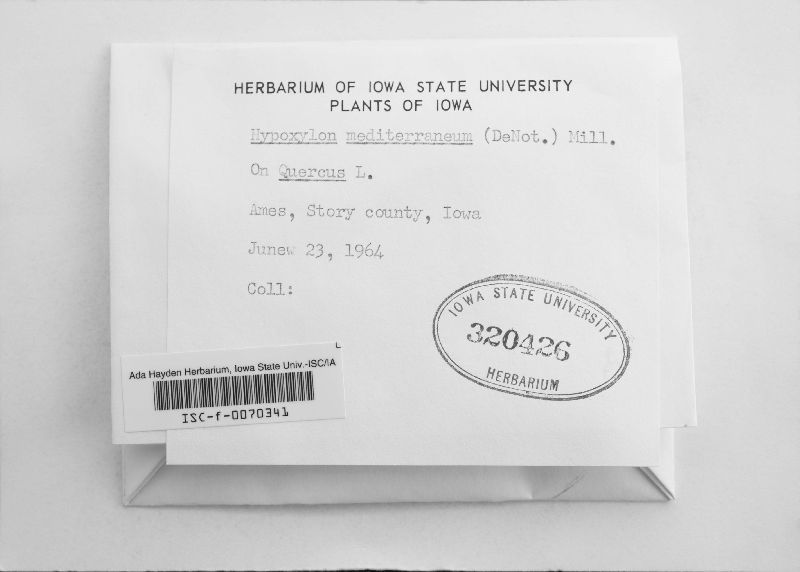 Biscogniauxia mediterranea image