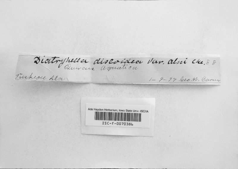 Diatrypella discoidea image