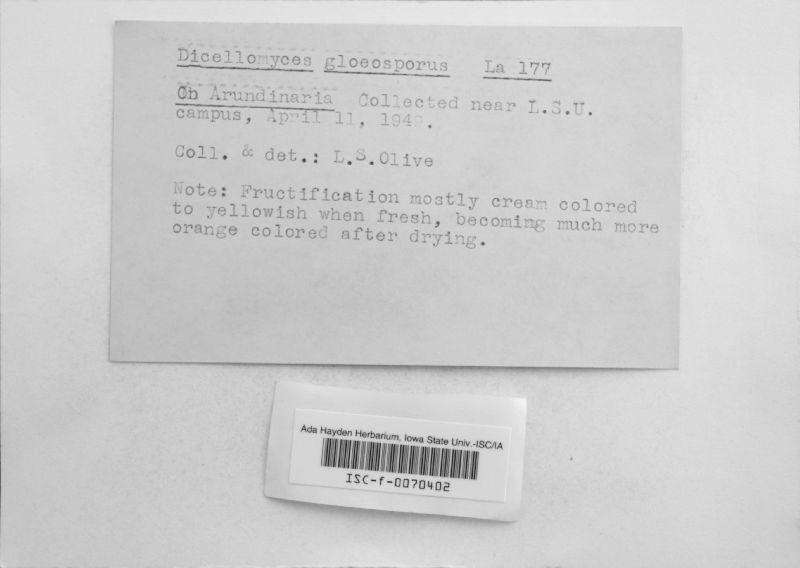 Dicellomyces gloeosporus image