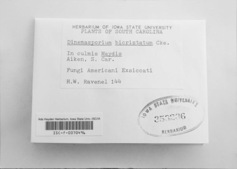 Dinemasporium biaristatum image