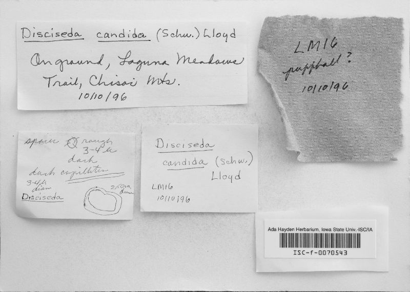 Disciseda candida image
