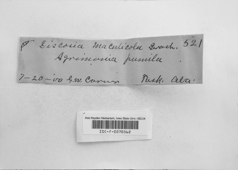Discosia maculicola image