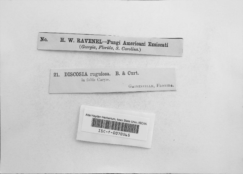 Discosia rugulosa image