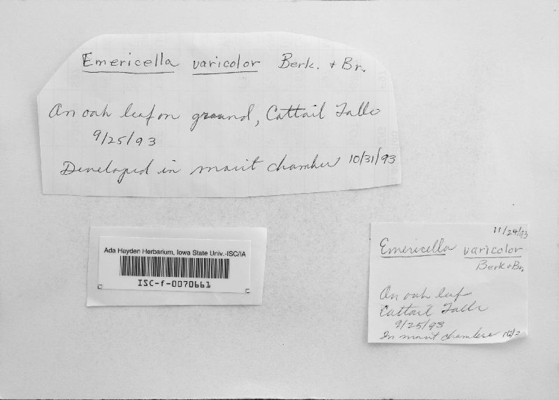 Emericella variecolor image