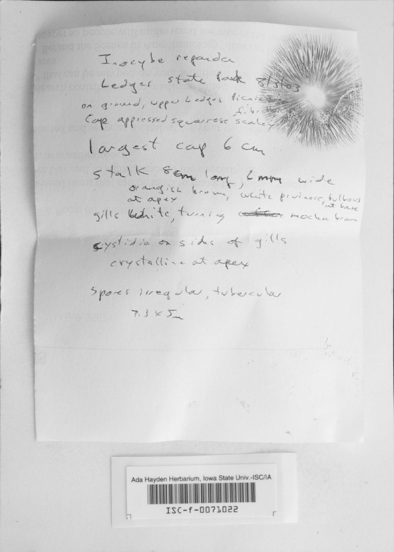 Inocybe repanda image