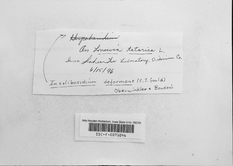 Insolibasidium deformans image