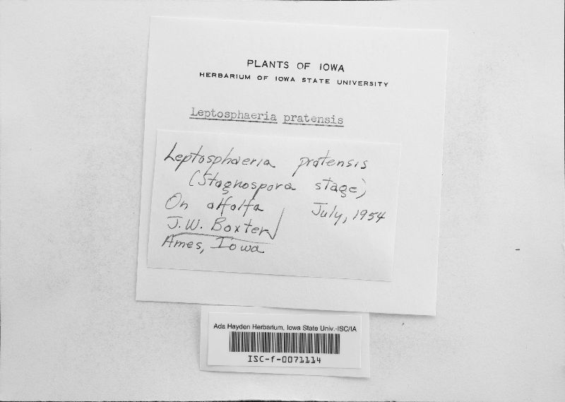 Leptosphaeria pratensis image