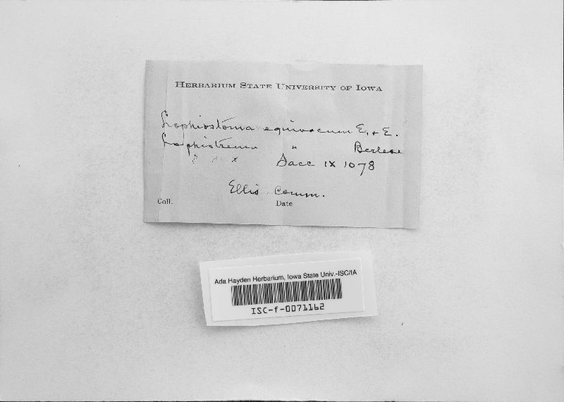 Lophiostoma aequivocum image