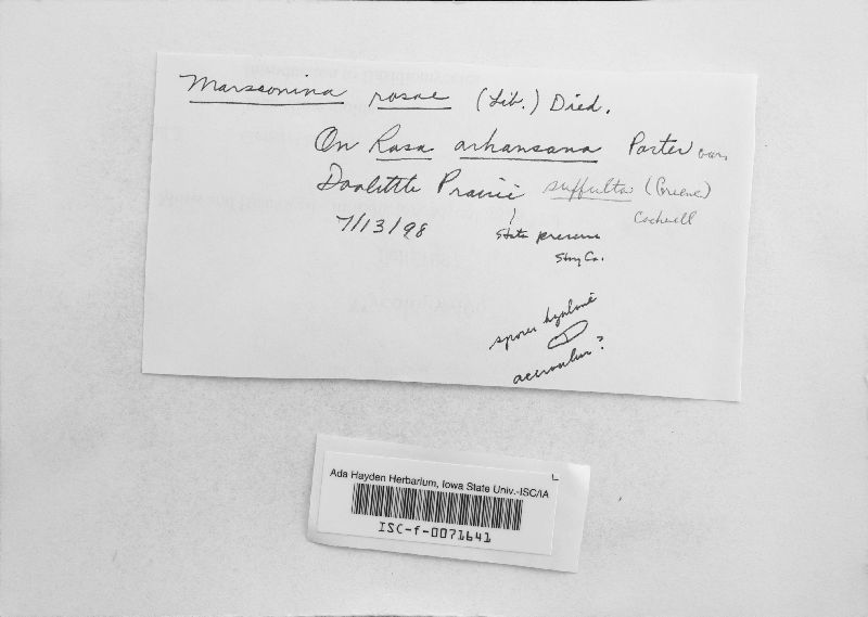 Diplocarpon rosae image