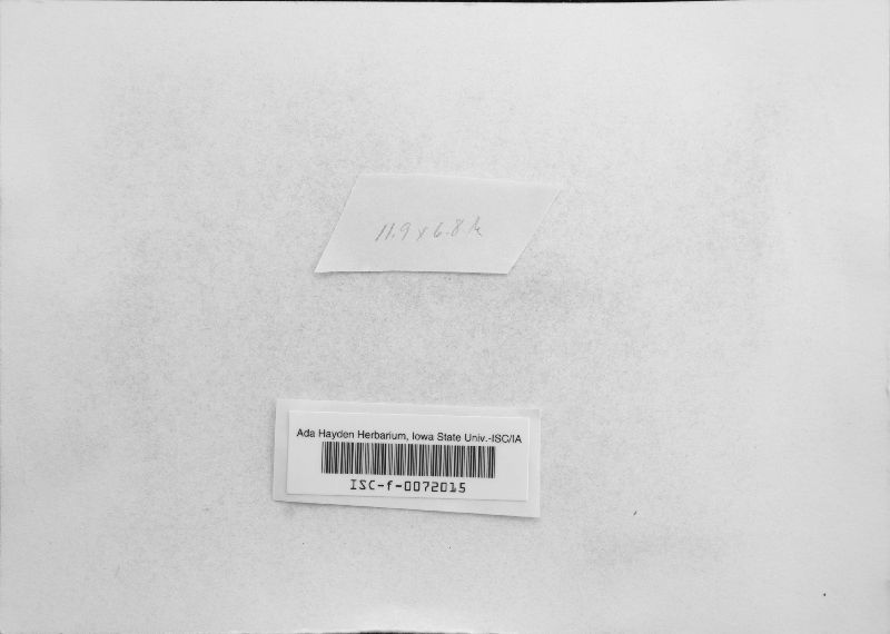 Haematonectria ipomoeae image