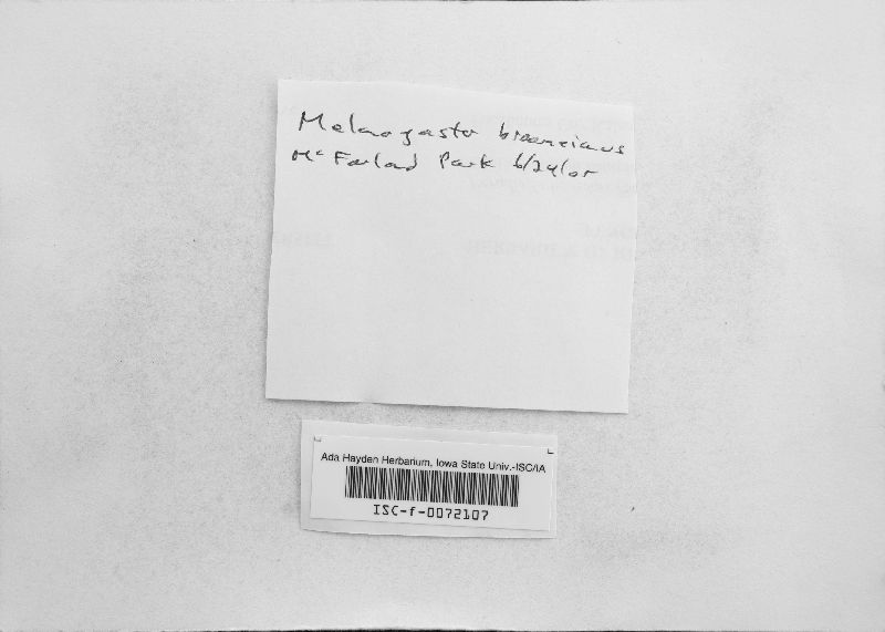 Melanogaster broomeanus image