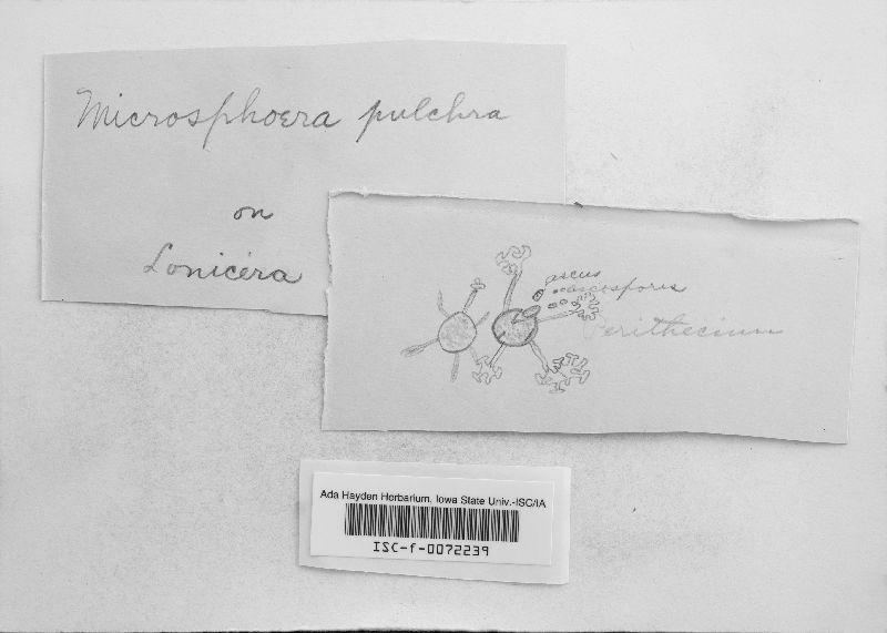 Microsphaera caprifoliacearum var. caprifoliacearum image