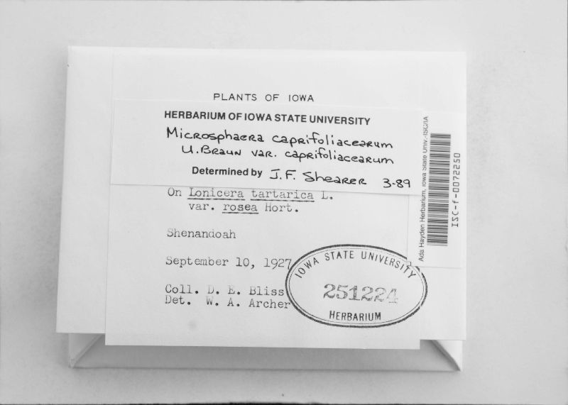 Microsphaera caprifoliacearum var. caprifoliacearum image