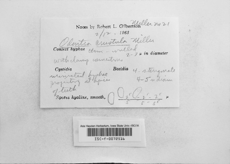 Odontia crustula image
