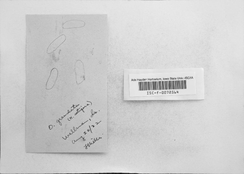 Hyphoderma setigerum image