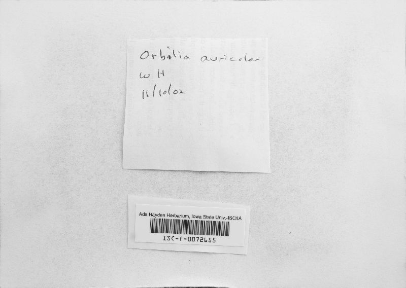 Orbilia auricolor image