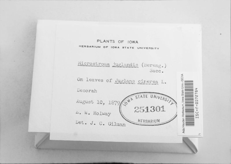 Microstroma juglandis image