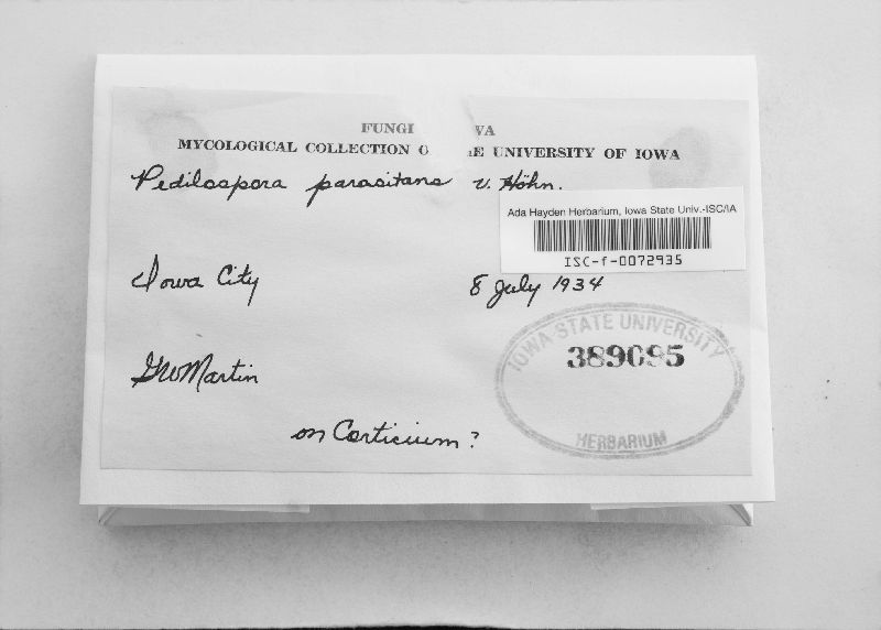 Pedilospora parasitans image