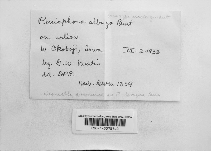 Peniophora albugo image