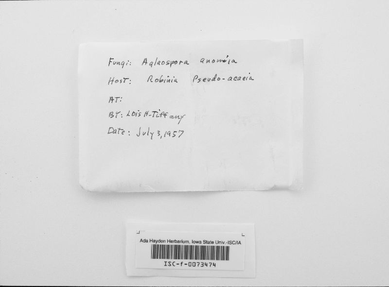 Massaria anomia image
