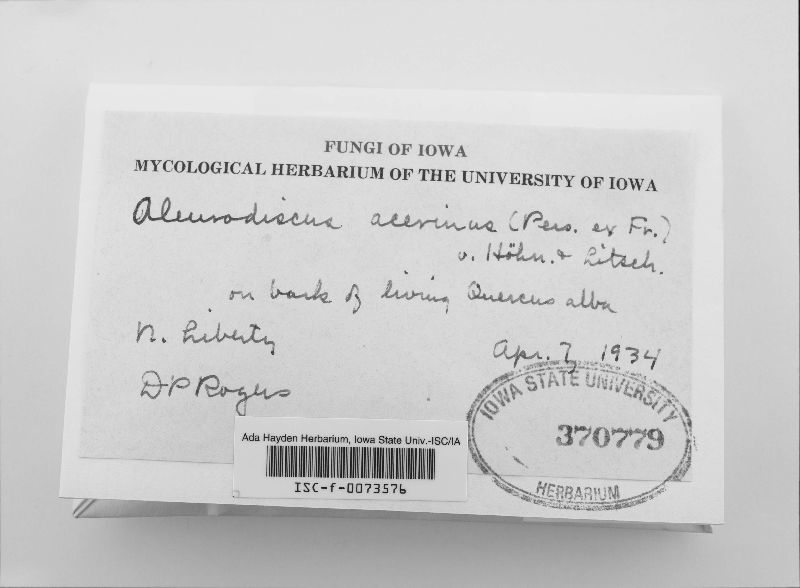 Dendrothele acerina image