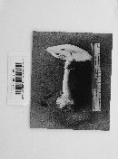 Amanita verna image