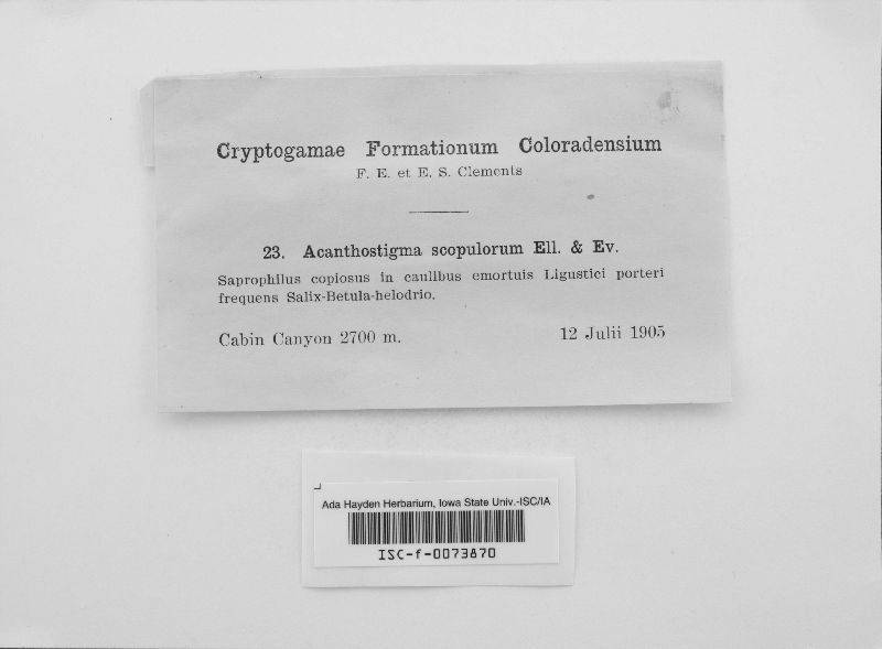 Acanthostigma scopulorum image