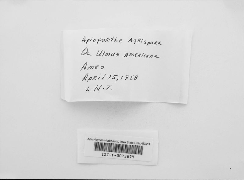 Anisogramma apiospora image