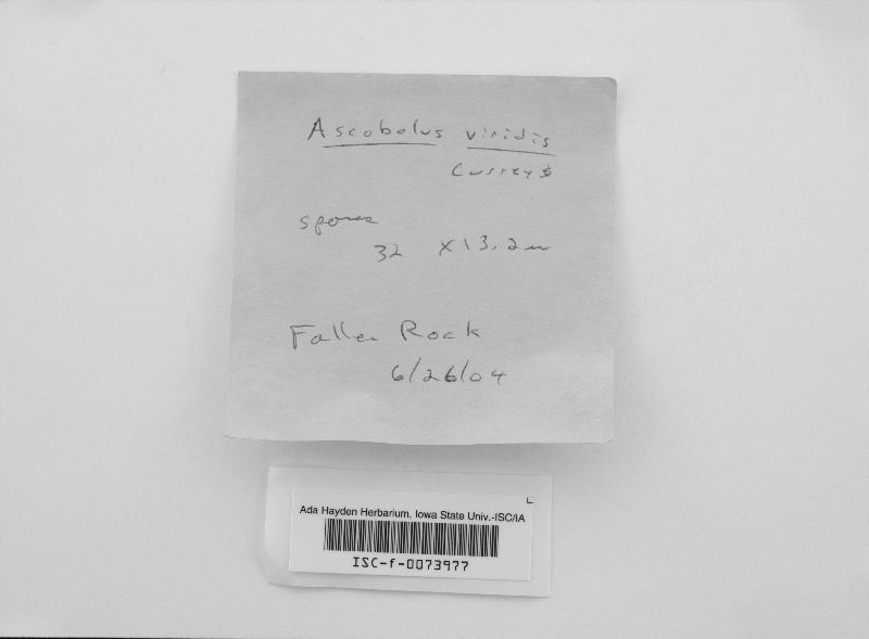 Ascobolus viridis image