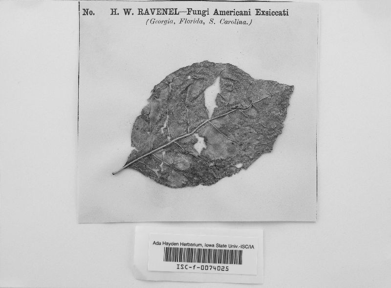 Acrospermum ravenelii image