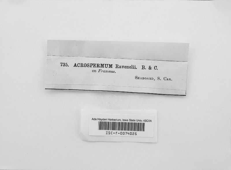 Acrospermum ravenelii image