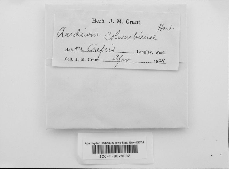 Aecidium columbiense image