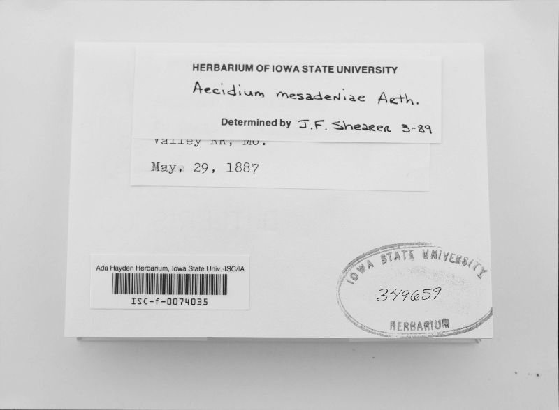 Aecidium mesadeniae image