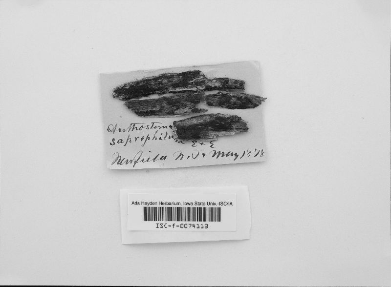 Anthostoma saprophilum image