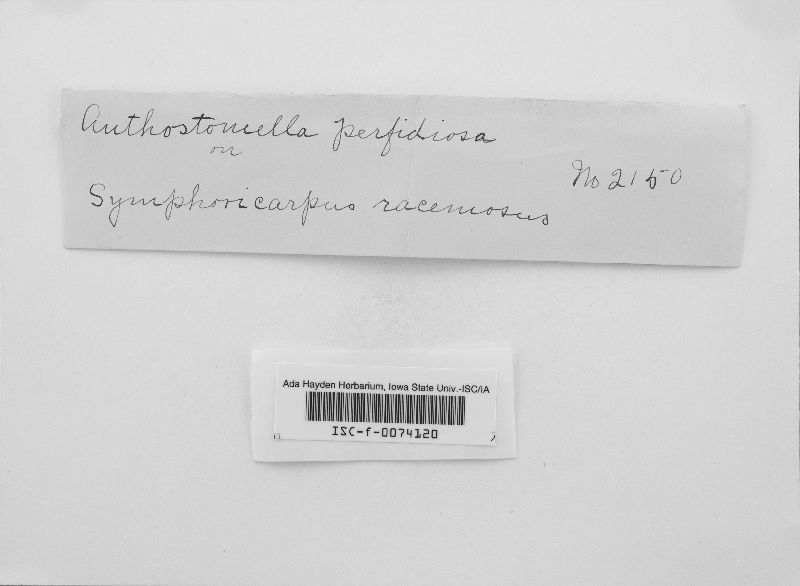 Clypeosphaeria perfidiosa image
