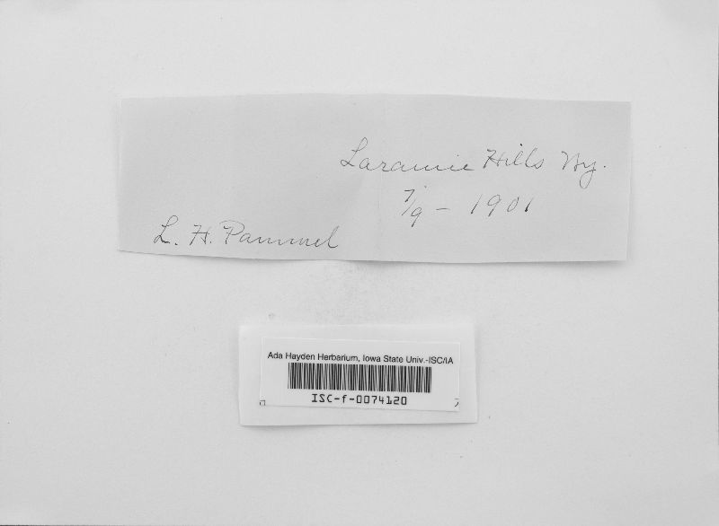 Clypeosphaeria perfidiosa image