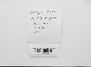 Diatrype stigma image