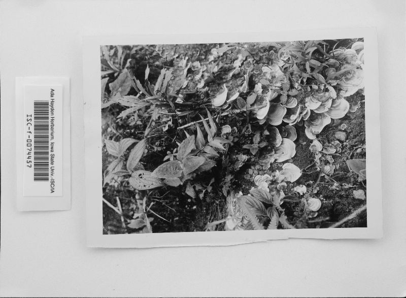 Cora pavonia image