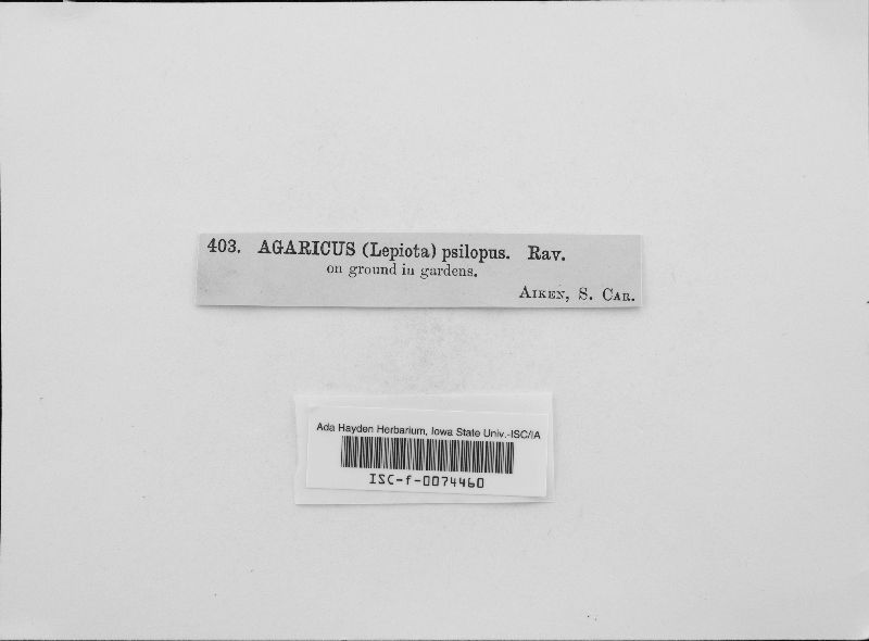Agaricus psilopus image