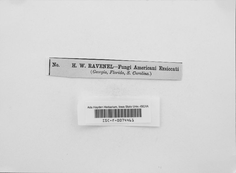 Agrocybe pusiola image