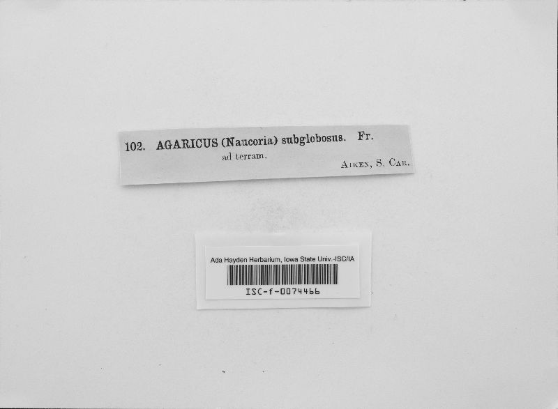 Naucoria subglobosa image
